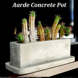 植木鉢 長方形 セメント コンクリ長角M＜ランキング1位 30cm x 8cm 底穴あり 受け皿付き おしゃれ 横長 長鉢 寄せ植え コンクリート 白 グレー プランター 鉢 ガーデニング 室内 屋外 植え替え 鉢植え 園芸 観葉植物 多肉植物 塊根植物 サボテン 人工観葉 人気 花 ＞