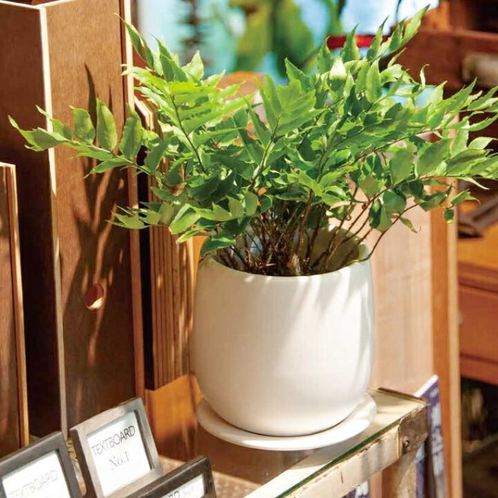 楽天市場 植木鉢 おしゃれ 陶器鉢 オストボールl 5cm 7号 穴あり 受け皿あり ツヤなし 白 ホワイト プランター 鉢 釉薬 和風 盆栽 山草 ボール型 丸い 円筒 シリンダー ガーデニング 室内 窓 植え替え 鉢植え 園芸 観葉植物 多肉植物 塊根植物 サボテン シダ