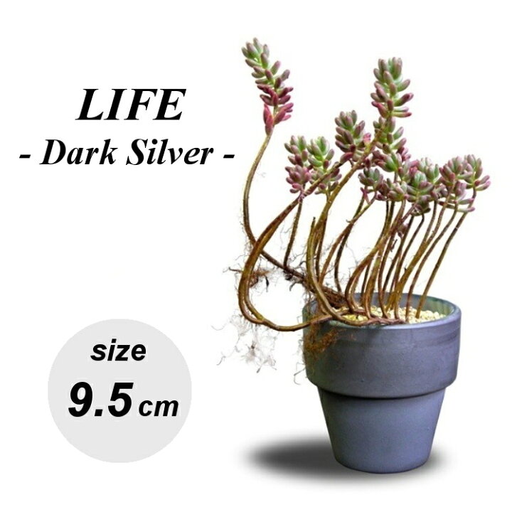 楽天市場 植木鉢 おしゃれ 陶器鉢 三河焼 ライフダークシルバーs 9 5cm 3号 イブシ 底穴あり 灰 和風 国産 日本製 銀 グレー プランター 小さい 普通鉢 標準鉢 鉢 ガーデニング 室内 植え替え 鉢植え 園芸 観葉植物 多肉植物 塊根植物 サボテン 苔 Diy 人気