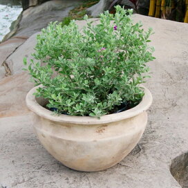 楽天市場 植木鉢 おしゃれ テラコッタ テラアストラベガローs 28cm 9号 底穴あり ベージュ ブラウン 白 浅鉢 浅い 寄せ植え 背の低い 浅め 陶器鉢 素焼き プランター 鉢 アンティーク ガーデニング 室内 植え替え 鉢植え 園芸 観葉植物 多肉植物 塊根植物 サボテン 楽天市場 植木鉢 おしゃれ テラコッタ テラアストラベガローs 28cm 9号 底穴あり ベージュ ブラウン 白 浅鉢 浅い 寄せ植え 背の低い 浅め 陶器鉢 素焼き プランター 鉢 アンティーク ガーデニング 室内 植え替え 鉢植え 園芸 観葉植物 多肉植物 塊根植物 サボテン