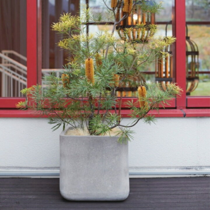 楽天市場 植木鉢 おしゃれ セメント コーテスキューブs 26cm 9号 穴あり グレー キューブ コンクリート 四角 スクエア 正方形 立方体 プランター 鉢 ガーデニング 室内 鉢植え 園芸 観葉植物 多肉植物 塊根植物 サボテン つる性 シダ 人気 人工観葉植物 花 植木鉢 楽天市場 植木鉢 おしゃれ セメント コーテスキューブs 26cm 9号 穴あり グレー キューブ コンクリート 四角 スクエア 正方形 立方体 プランター 鉢 ガーデニング 室内 鉢植え 園芸 観葉植物 多肉植物 塊根植物 サボテン つる性 シダ 人気 人工観葉植物 花 植木鉢