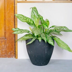 Aؔ  eRb^ tbgGbO(2F) 8 10 23cm 30cm ꌊ N[ x[W ubN  킢 픫 fĂ v^[ ^  Jo[ AeB[N K[fj