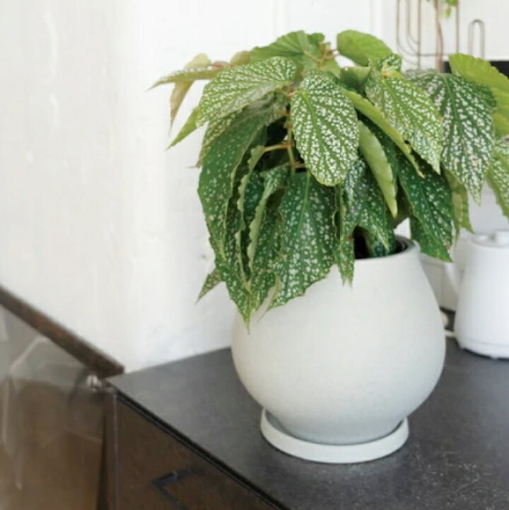 楽天市場】植木鉢 おしゃれ 陶器鉢 オーラ(2色)＜ 7号 8.5号 21cm 26cm 