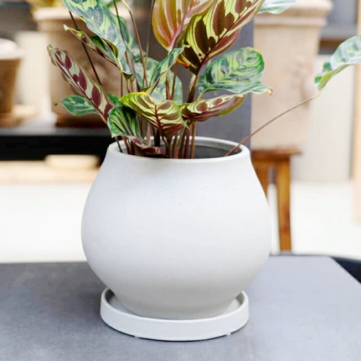 楽天市場】植木鉢 おしゃれ 陶器鉢 オーラ(2色)＜ 7号 8.5号 21cm 26cm 