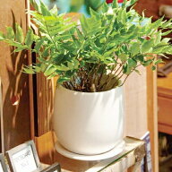 植木鉢 おしゃれ 陶器鉢 オストボール (5サイズ)＜ 3号 4号 5号 7号 8号 外径11cm 13cm 17cm 20.5cm 25cm…
