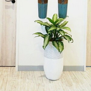 Aؔ  Zg Ws^[OS (2F) 24cm 8 ꌊȂ   AeB[N Jo[ c [ w̍ [  _ RN[g v^[   A | ϗt