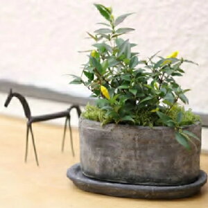 Aؔ  Zg AeB[N [b^I[@ (2F) 18cm 24cm ȉ~ ꌊ 󂯎Mt RN[g  O[   킢 v^[  K[fjO  Aւ 