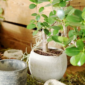 植木鉢 おしゃれ セメント アンティーク ロゼッタボール(2色)＜3号 5号 6号 7号 9号 底穴あり 受け皿付 白 黒 11cm 15cm 18cm 22cm 28cm 丸い コンクリート 可愛い 浅鉢 プランター 鉢 鉢カバー 室内 屋外 寄せ植え 植え替え 鉢植え 観葉植物 多肉植物 塊根植物 サボテン＞\