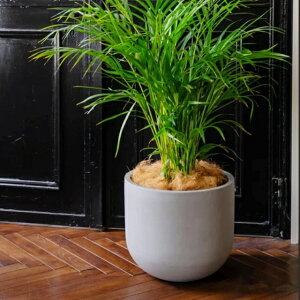 Aؔ  y IveB}XU|bgS(3F) 35cm 11 ꌊ ubN O[ CgO[ |Xg[Cg yʔ  v^[ ^ ~` ۂ 킢  K[fjO 