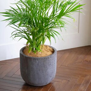 Aؔ  ^ bJ[U|bgL (2F) 55cm 18 t@Co[ Zg   O[  RN[g y v^[ 킢  傫 K[fjO  O Aւ A