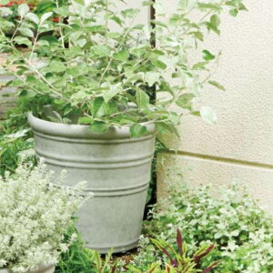 �A�ؔ� ������� �y�� �g�����O���C�u�T�[�N��L(3�F)�� �O�a45.5cm 15��(14���p) �������� �ꌊ���� �u���b�N ���C�g�O���[ �v���X�`�b�N �y�� �v�����^�[ ��^ ���� �~�` �� ���J�o�[ �K�[�f�j��