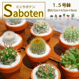 ちっちゃ可愛い サボテン 1.5号鉢 (約4.7cm×4.7cm×9cm) さぼてん 小さい サボテン通販 ミニサイズサボテン ミニサボテン セット 観葉植物 誕生日プレゼント 女性 インテリア 鉢植え 陶器 ガーデニング 雑貨 ギフト プレゼント