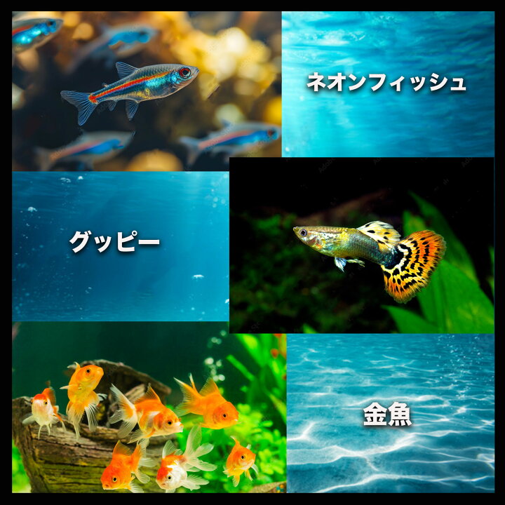 楽天市場】熱帯魚 餌 浮上性 100g プロテイン32% 熱帯魚 小型 主食 