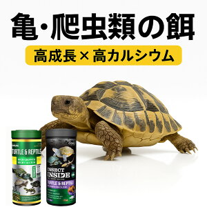 T ঒  p TURTLE & REPTILE v~A a 80gb^pNEt[T|[gbɂ^Cv T̉a   80g deep a GT  jICubN J T t