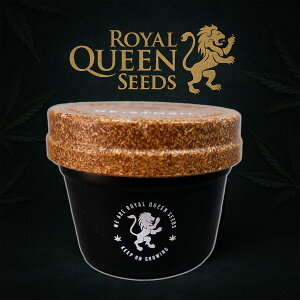 920`yX[p[DEAL10%Ҍ z RoyalQueenSeeds RQS Re:stash Xg[WW[ n[uƔM ۑe n[uۑe  MՒf BPAt[ wv W Royal Queen Seeds St TCY4oz