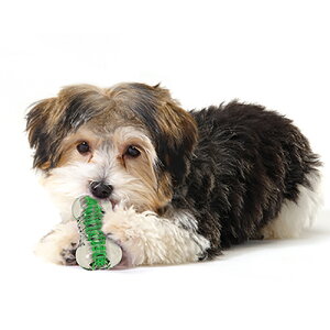 Petstages N`RAE{[^X[_bhEFCiybg//^/^///ybg{g/炩/j