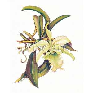 Vh[vguJgAi4×5C`jvFA18-022 [/z։