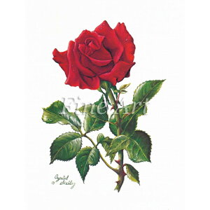 Vh[vgu^gKNi8×10C`jvFA18-066 [/z։