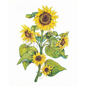 Vh[vgu^Ă̂Ђ܂i8×10C`jvFA18-073 [/z։