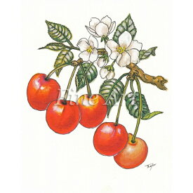 シャドープリント「さくらんぼ」FA18-095 メール便/宅配便可