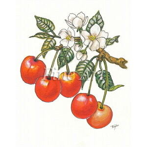 Vh[vguځvFA18-095 [/z։