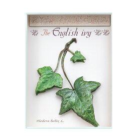 シャドープリント「The English lvy」 メール便/宅配便可 3d-yt0214