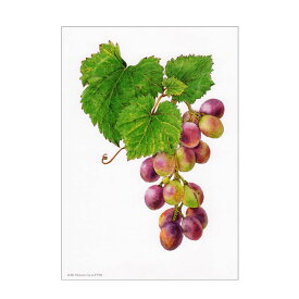 シャドープリント「Harmony」 メール便/宅配便可 3d-yt59