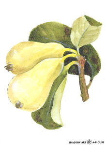 Vh[vgAEBECUBEymȂz C109 [/z։