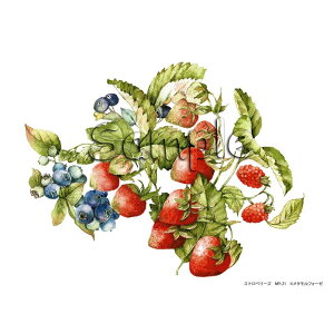 Vh[vg uXgx[Yv MY-21 [/z։