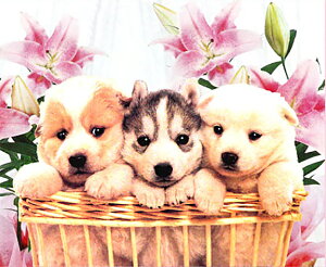 X^WIFeelfUC̗̃eLXgV[g uqv S-033 [/z։