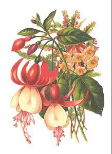 スタジオFeelデザインの立体テキストシート 「フクシア」 S-088 メール便/宅配便可