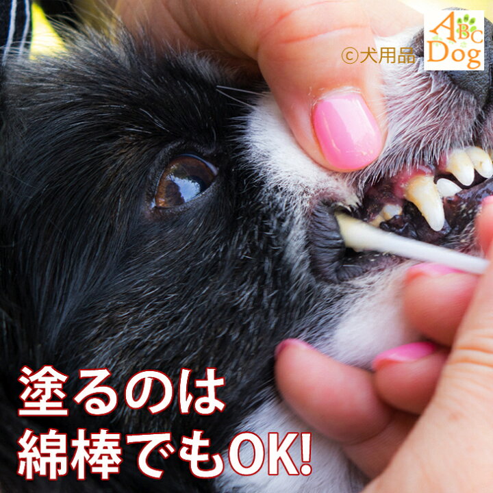 卓抜 犬 歯石除去 マジック ゼオ プロ 1セット 猫 歯磨き 歯みがき粉 ペースト 歯ブラシ 玩具 歯石取り 器具 歯周病菌 デンタルケア Discoversvg Com