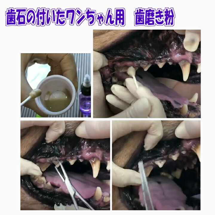 楽天市場 ペット用品 犬 歯石取り 歯磨き粉 マジックゼオ プロ デイリー オクチブラシ Edog Japan歯ブラシ3本 送料無料 ジェル状 デンタルケア 歯石 黄ばみ 歯周病 口臭予防 雑貨 Magic Zeo 犬用品abcdog マジックゼオ販売店