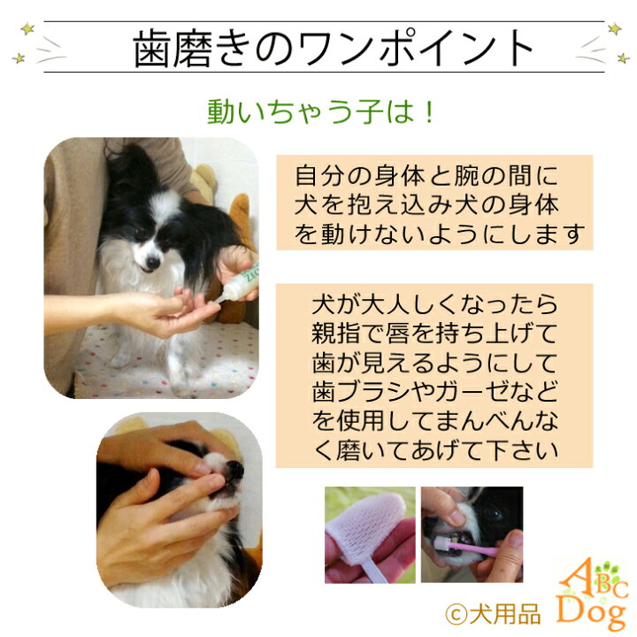 日本人気超絶の ペット用 スケーラー 歯石取り 口臭ケア 犬 猫 小動物