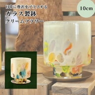 【 3号 ガラス製鉢 クリームフラワー 水玉 】受け皿付き おしゃれ プレゼント 鉢植え インテリアグリーン…