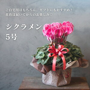 VN 5TCY ̂C ԐF܂ 5 Mt  v[g Mtg Ε p NX}XMtg bsO