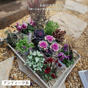 �y�ԕc 12�|�b�g�Z�b�g�z ������� ���܂��� �G�߂̑��� 12POT�Z�b�g�y���������z �񂹐A�� �Ԓd �K�[�f�j���O ���|�X �J���[���[�t �|�b�g�c �v�����I�� �A���e�B�[�N �p�X�e�� �r�r�b�h 12�|