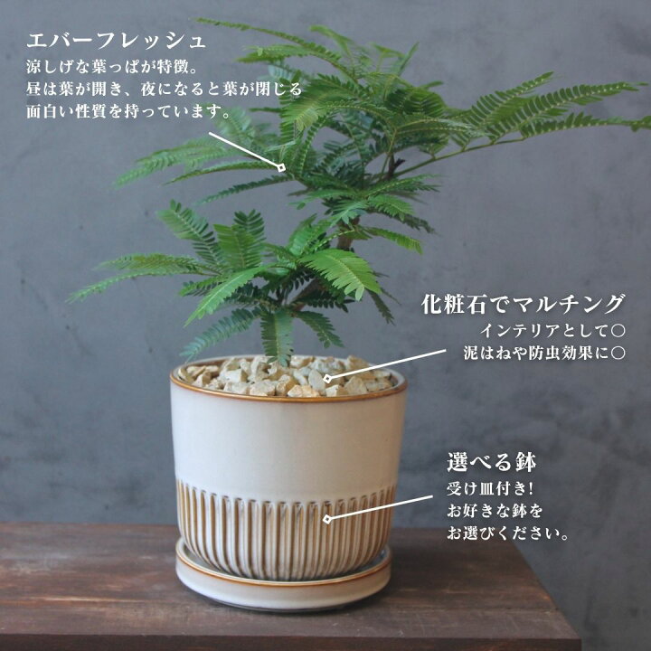 楽天市場】【エバーフレッシュ 観葉植物 鉢が選べる 5号鉢】 受け皿 