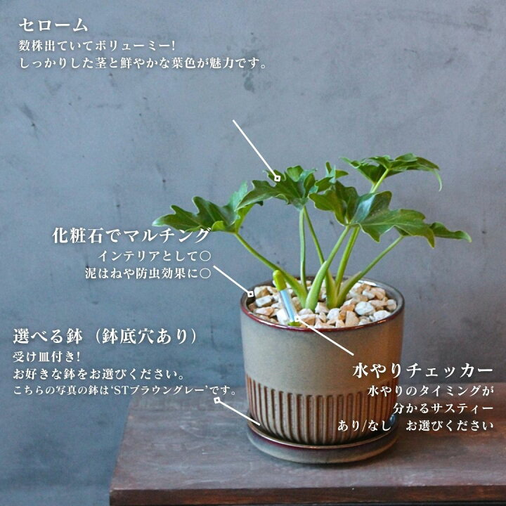 楽天市場】【 観葉植物 セローム コンパクト 】【鉢が選べる】5号鉢 セローム🍃新品の鉢ごと🪴