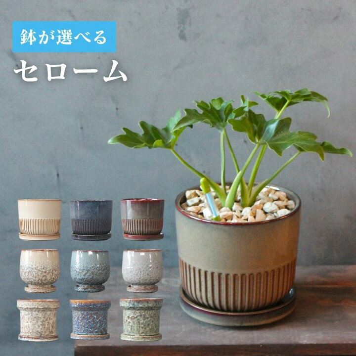 楽天市場】【 観葉植物 セローム コンパクト 】【鉢が選べる】5号鉢 