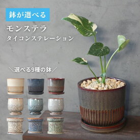 【 モンステラ・タイコンステレーション 斑入り 観葉植物 】希少! 鉢が選べる 5号鉢 受け皿付き 個体お任せ おしゃれ プレゼント モンステラ ギフトにおすすめ 鉢植え 珍しい バリエガータ 斑入 卓上サイズ 送料無料 タイコン