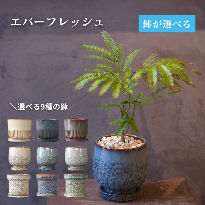 楽天市場】【エバーフレッシュ 観葉植物 鉢が選べる 5号鉢】 受け皿 