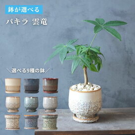 楽天市場】【 観葉植物 セローム コンパクト 】【鉢が選べる】5号鉢 セローム🍃新品の鉢ごと🪴