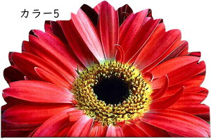 ~߃V[g փ}bg S J[ybg hA}bg O  O DƂ 􂦂 58x88cm Ɩp @}bg  O ~ n  ` ϖՐ RۖhL It