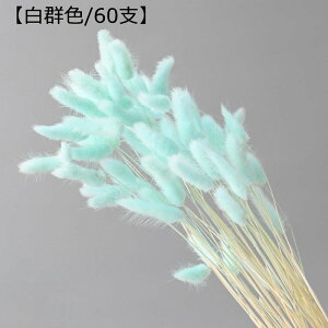 t[u[P 60{ v[g tFCNt[  ͂Ȃ  Mtg NX}X T}[Mtg K[th j ސE VN Vzj Be X ??  