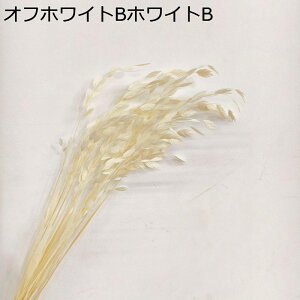  v[gt[u[P ԃu[P tFCN  ʐ^Be Be ?? ͂Ȃ   Mtg NX}X T}[Mtg  蕨 w ƃMtg 