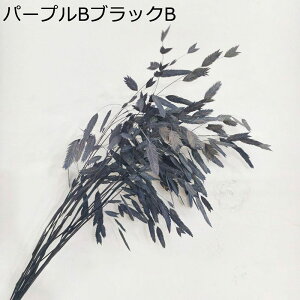  v[gt[u[P ԃu[P tFCN  ʐ^Be Be ?? ͂Ȃ   Mtg NX}X T}[Mtg  蕨 w ƃMtg 