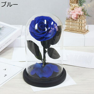 \[vt[  KXh[ a o ̓Mtg t[u[P V{t[ j Ǝ  hCt[ v[g Ԍ|p p 14*22cm tFCNt[