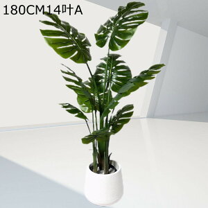 Xe lHϗtA ^ tFCNO[ ϗt  X i ƒ    _ԂɍœK 悯oRj[ ͂Ȃ  j fRp bsv ₷