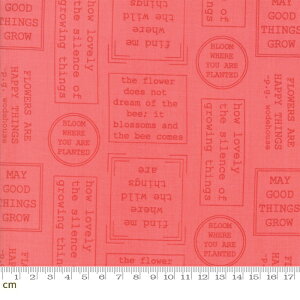 yModa _zLollipop Garden-5081-13(2C-05) bhn sN  p Rbg100% V[`Oy10cmPʔ̔z